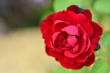 Güzel çiçeğin yakın plan görüntüsü, doğa konsepti.