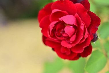 Güzel çiçeğin yakın plan görüntüsü, doğa konsepti.