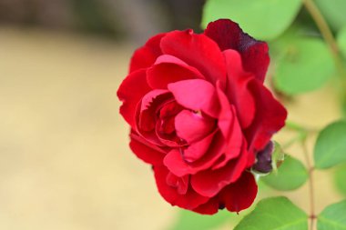 Güzel çiçeğin yakın plan görüntüsü, doğa konsepti.