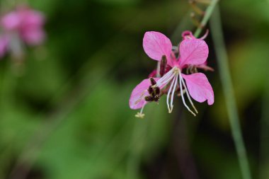 Güzel çiçeğin yakın plan görüntüsü, doğa konsepti.