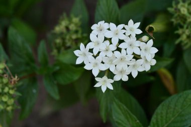 Yaz bahçesinde açan güzel, narin çiçekler, yakın.          