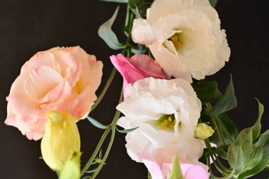 beautiful fresh eustoma flowers on dark background