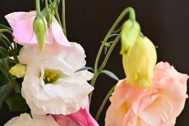 beautiful fresh eustoma flowers on dark background