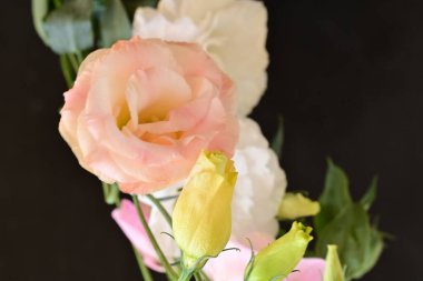 beautiful fresh eustoma flowers on dark background