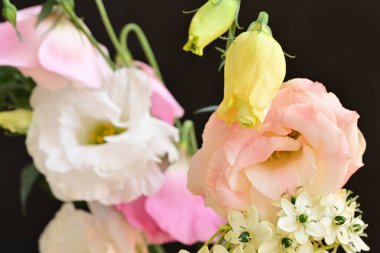 Güzel çiçeğin yakın plan görüntüsü, doğa konsepti.