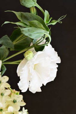 Güzel çiçeğin yakın plan görüntüsü, doğa konsepti.