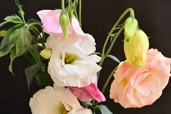 beautiful fresh eustoma flowers on dark background