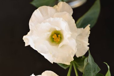 Güzel çiçeğin yakın plan görüntüsü, doğa konsepti.