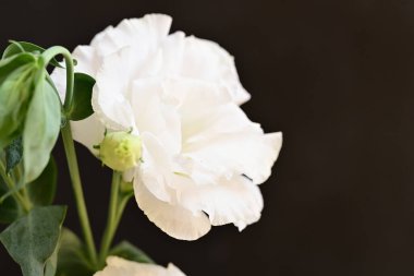 Güzel çiçeğin yakın plan görüntüsü, doğa konsepti.