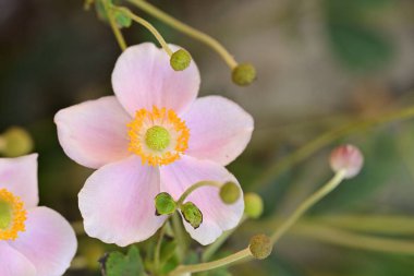 Güzel çiçeğin yakın plan görüntüsü, doğa konsepti.