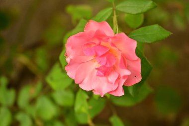 Güzel çiçeğin yakın plan görüntüsü, doğa konsepti.