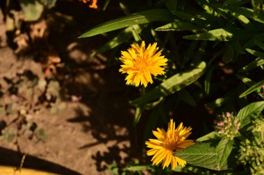 Yaz bahçesinde açan güzel, narin çiçekler, yakın.          