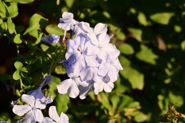 Yaz bahçesinde açan güzel, narin çiçekler, yakın.          
