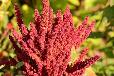 Güzel çiçeğin yakın plan görüntüsü, doğa konsepti.