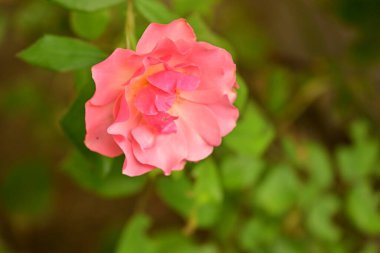 Güzel çiçeğin yakın plan görüntüsü, doğa konsepti.