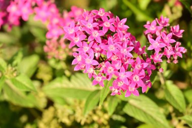 Yaz bahçesinde açan güzel, narin çiçekler, yakın.          