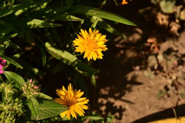 Yaz bahçesinde açan güzel, narin çiçekler, yakın.          