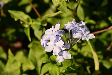 Yaz bahçesinde açan güzel, narin çiçekler, yakın.          