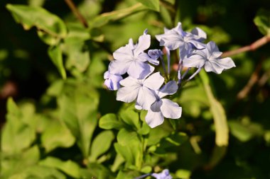 Yaz bahçesinde açan güzel, narin çiçekler, yakın.          