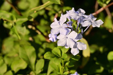 Yaz bahçesinde açan güzel, narin çiçekler, yakın.          