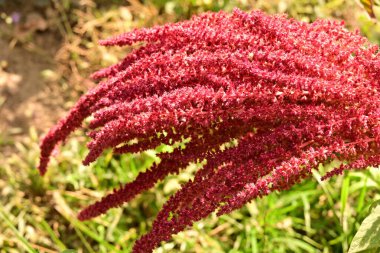 Güzel çiçeğin yakın plan görüntüsü, doğa konsepti.