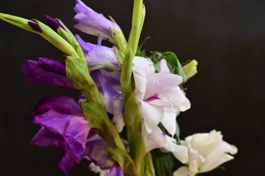 beautiful gladiolus flowers close up on dark background 