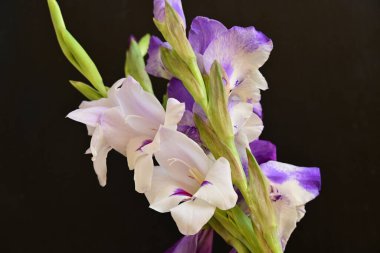 beautiful gladiolus flowers close up on dark background 