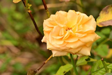 Güzel çiçeğin yakın plan görüntüsü, doğa konsepti.