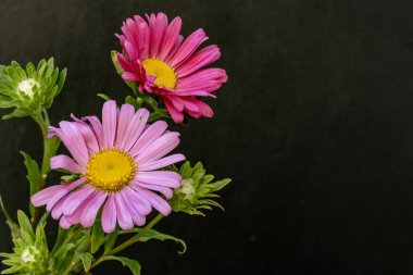 close up beautiful chrysanthemum flowers on dark background 