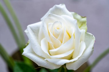 Güzel çiçeğin yakın plan görüntüsü, doğa konsepti.