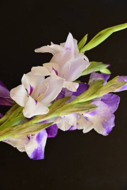 beautiful gladiolus flowers close up on dark background 