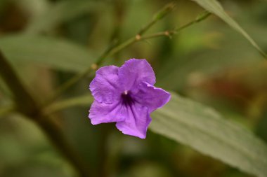 Güzel çiçeğin yakın plan görüntüsü, doğa konsepti.