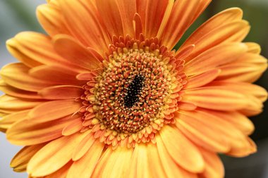 Güzel çiçeğin yakın plan görüntüsü, doğa konsepti.