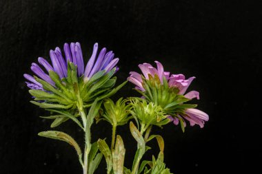 Güzel çiçeğin yakın plan görüntüsü, doğa konsepti.