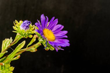 Güzel çiçeğin yakın plan görüntüsü, doğa konsepti.