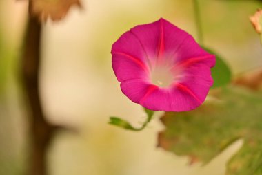 Güzel çiçeğin yakın plan görüntüsü, doğa konsepti.