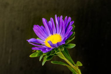 Güzel çiçeğin yakın plan görüntüsü, doğa konsepti.