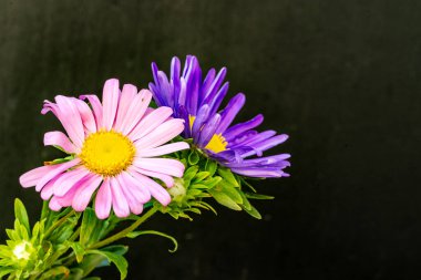 Güzel çiçeğin yakın plan görüntüsü, doğa konsepti.