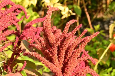 Güzel çiçeğin yakın plan görüntüsü, doğa konsepti.