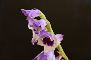 Güzel çiçeğin yakın plan görüntüsü, doğa konsepti.