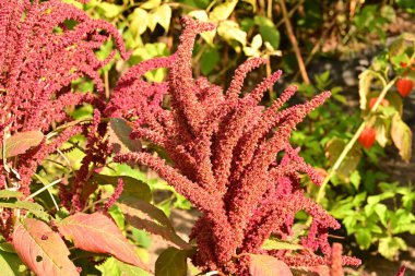 Bahçedeki kırmızı çiçekler. Yakın çekim.