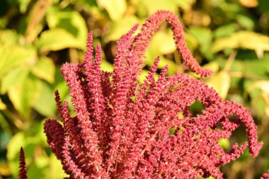 Bahçedeki kırmızı çiçekler. Yakın çekim.