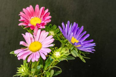 beautiful chrysanthemums close - up on dark background 