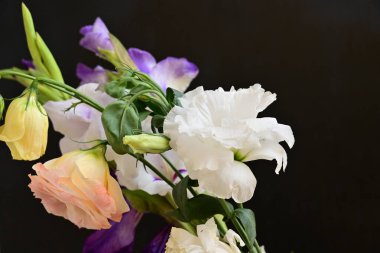 Koyu arkaplanda güzel çiçekler, bahar konsepti, yakın görüş