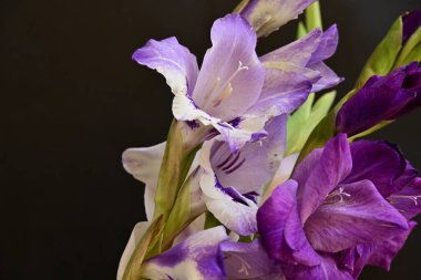 Koyu arkaplanda güzel çiçekler, bahar konsepti, yakın görüş