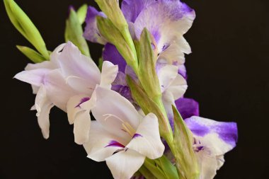 Koyu arkaplanda güzel çiçekler, bahar konsepti, yakın görüş