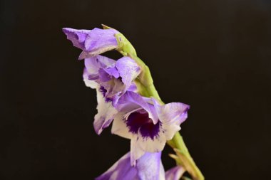 Koyu arkaplanda güzel çiçekler, bahar konsepti, yakın görüş