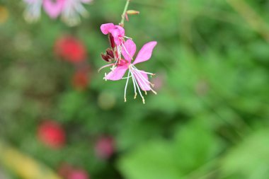Güzel çiçeğin yakın plan görüntüsü, doğa konsepti.