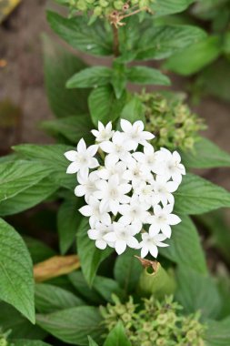 Yaz bahçesinde açan güzel, narin çiçekler, yakın.          