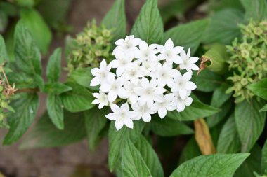 Yaz bahçesinde açan güzel, narin çiçekler, yakın.          